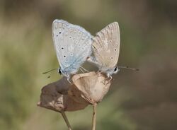 Polyommatus daphnis - Meleager's blue 03.jpg