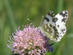 Pontia edusa - Eastern Bath white - Белянка рапсовая (40465132514).jpg