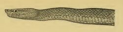 Pseudoboodon albopunctatus.jpg
