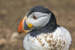 Head of a puffin showing its colourful beak