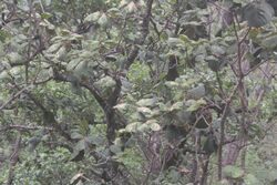 Quercus tarahumara.jpg