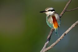Red-backed Kingfisher 0A2A0131.jpg