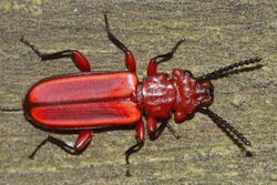 Red Flat Bark Beetle - Cucujus clavipes, Leesylvania State Park, Virginia.jpg