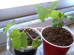 Redcurrant cuttings growing.jpg