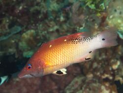 Redfin hogfish (Bodianus dictynna) (40503187761).jpg