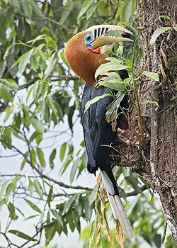 Rufous necked hornbill0462-1.jpg