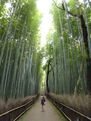 Bamboo Forest, Arashiyama