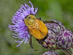 Scarabaeidae - Hoplia argentea (female).JPG