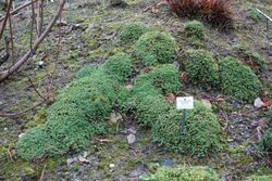 Schivereckia doerfleri - Botanischer Garten, Dresden, Germany - DSC08665.JPG