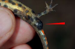 Detail of male newt showing swollen, dark-coloured cloaca