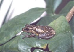 A photo of the small frog