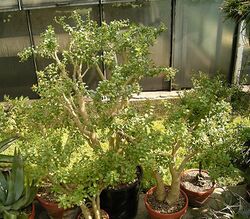 Sedum oxypetalum 01 ies.jpg