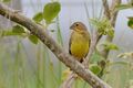 Sicalis luteola -Arroio Grande, Rio Grande do Sul, Brazil-8.jpg