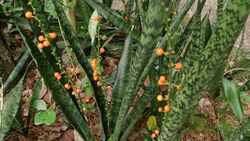 Snake Plant (Sansevieria trifasciata) with fruit 1.jpg