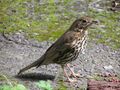 Song thrush.jpg