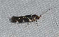 Stagmatophora wyattella - Wyatt's Stagmatophora Moth. (14852364119).jpg