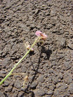 Starr 070215-4531 Desmodium tortuosum.jpg