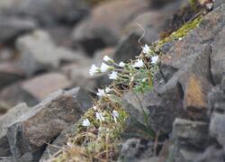 Stellaria crassipes Snöstjerneblom Longyearbyen Gruve 1 fj 02.jpg