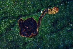 Stigmella viscerella BE-MK-16445a.jpg