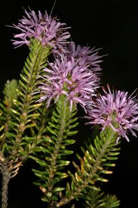 flowers and foliage