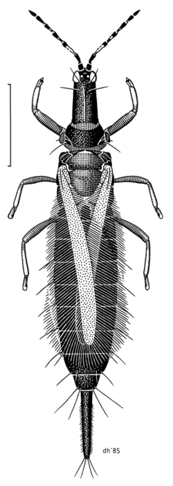 THYS Phlaeothripidae Cleistothrips idolothripoides f.png