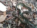 Thamnophis pulchrilatus4.jpg