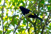 Tijuca atra Black-and-gold Cotinga.jpg