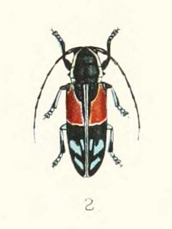 Tragocephala guerinii 1894.jpg