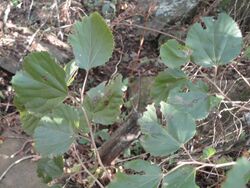 Trimeria grandifolia, loof, Louwsburg.jpg