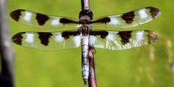 Twelve-spotted Skimmer, male.jpg