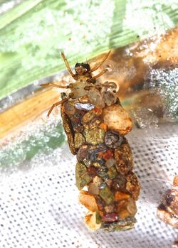 Uenoid caddisfly larva, Neophylax mitchelli (8488808141).jpg