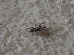 Western Parson Spider (Herpyllus propinquus).jpg