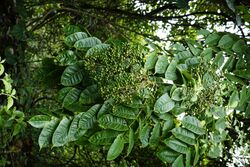 Zanthoxylum rhetsa 6647.jpg