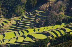 八幡岳頂上より蕨野棚田 - panoramio.jpg