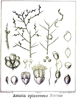 Acacia spinescens.PNG