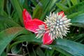 Aechmea tomentosa - Marie Selby Botanical Gardens - Sarasota, Florida - DSC00910.jpg