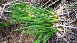 Allium rhabdotum in tender stage.jpg