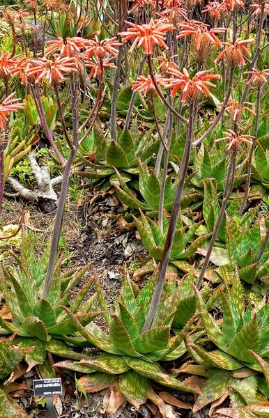 File:Aloe saponaria 2.jpg