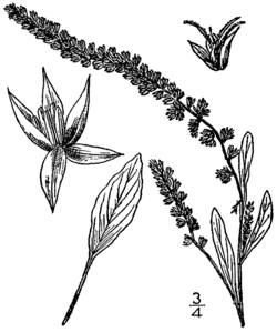 Amaranthus arenicola BB-1913.png