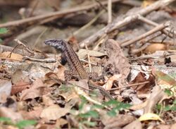 Ameiva fuliginosa.jpg