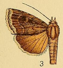 Amphipyra alpheraci.JPG