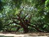Angel Oak Tree in SC.jpg