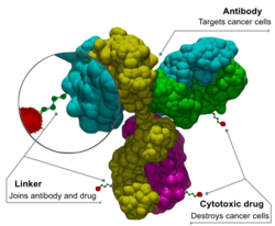 Antibody-drug conjugate structure.svg