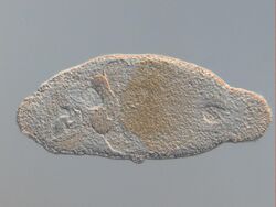 Antromacrostomum armatum.JPG