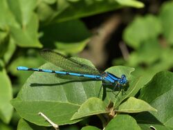 Argia anceps.jpg