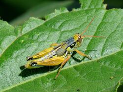 Arid Lands Spur-Throat Grasshopper (38456048066).jpg