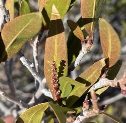 Arrow poison plant imported from iNaturalist photo 177637845 on 23 October 2023.jpg