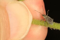 Asiatic Oak Weevil - Cyrtepistomus castaneus, Occoquan Regional Park, Lorton, Virginia.jpg