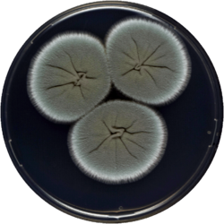 Aspergillus marvanovae cya.png