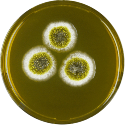 Aspergillus robustus meaox.PNG